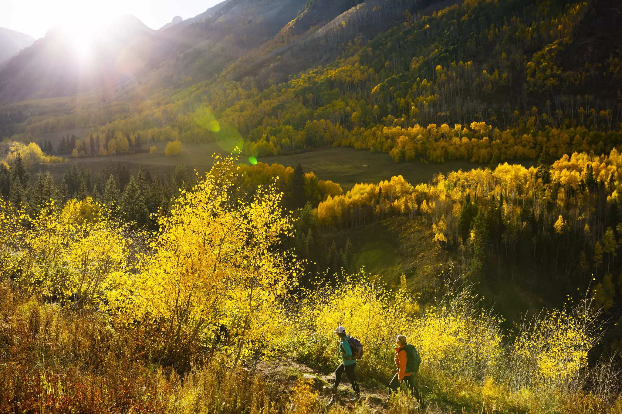 Two people hike through a valley covered with aspen trees in yellow fall foliage near Telluride, Colorado, USA