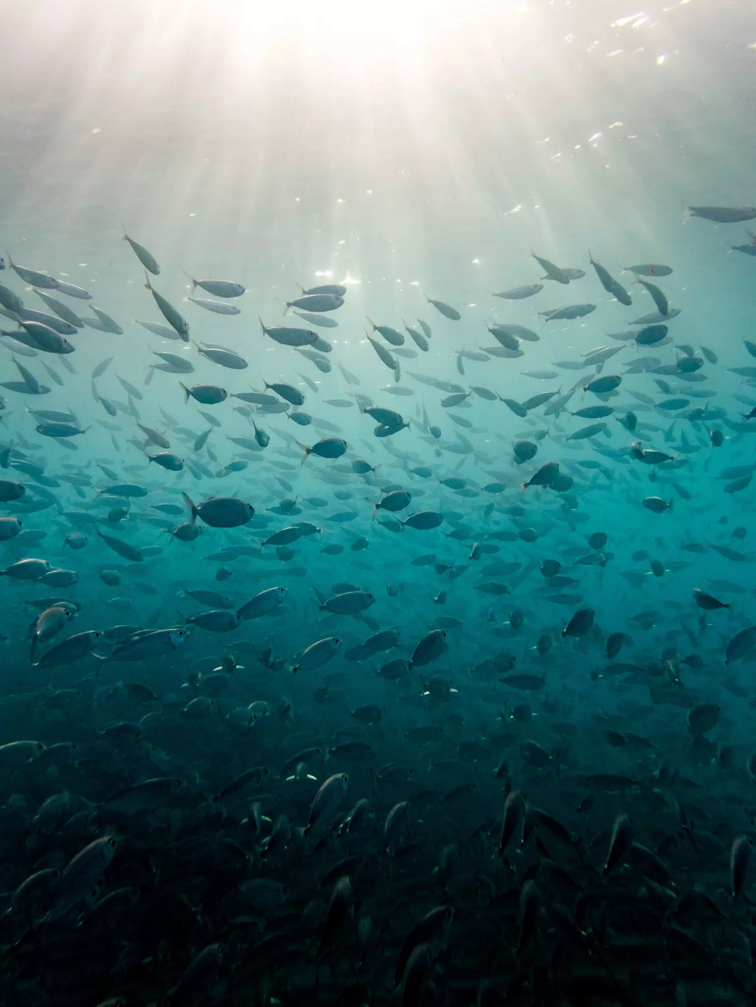  Snorkelling at Westpunt   Views around the Caribbean island of Curacao, License Type: media, Download Time: 2025-10-29T15:09:34.000Z, User: katelyn.perry_lonelyplanet, Editorial: false, purchase_order: 65050 - Digital Destinations and Articles, job: wip, client: wip, other: Katelyn Perry