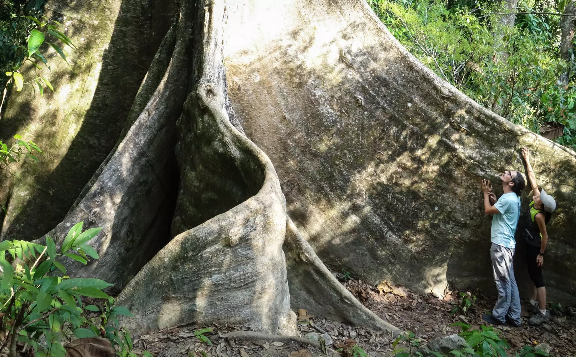 A man and a woman stand next to the gigantic root structure of a mengkundor tree in the rainforest of Malaysia