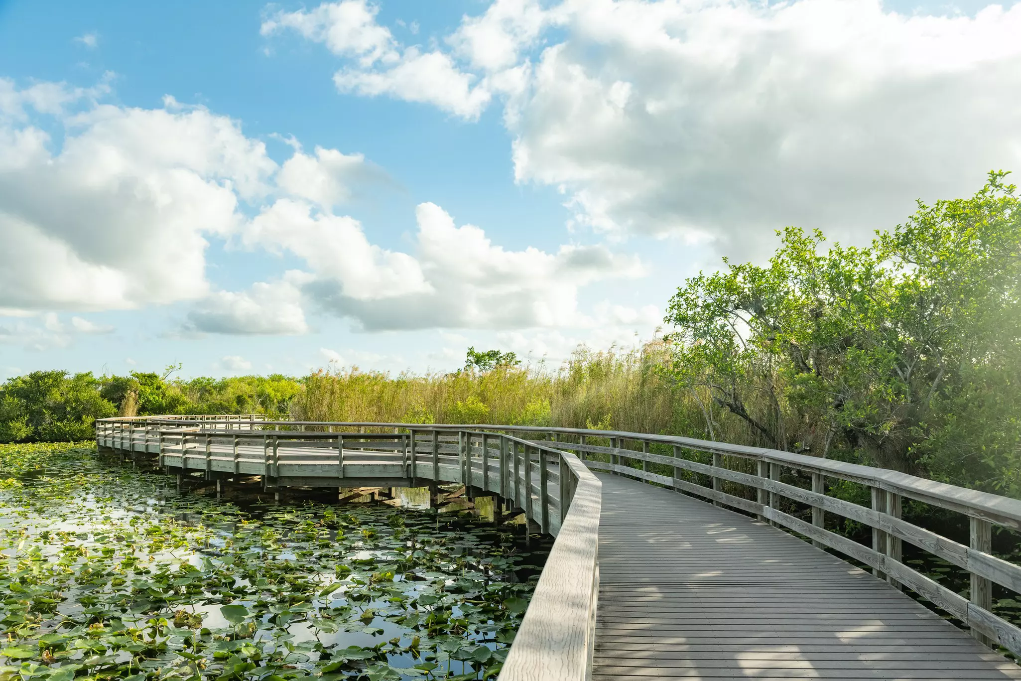 Pets aren't allowed on any of the trails in Everglades National Park © Boogich / Getty Images