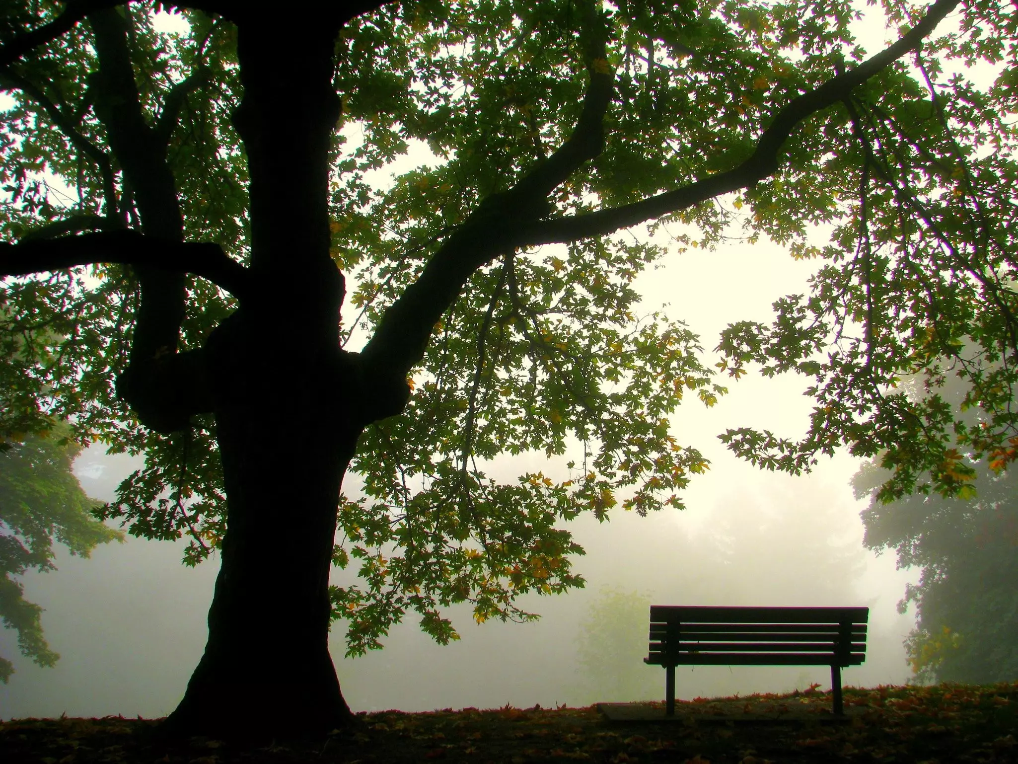 A tree and bench silhouetted with fog in the distance.