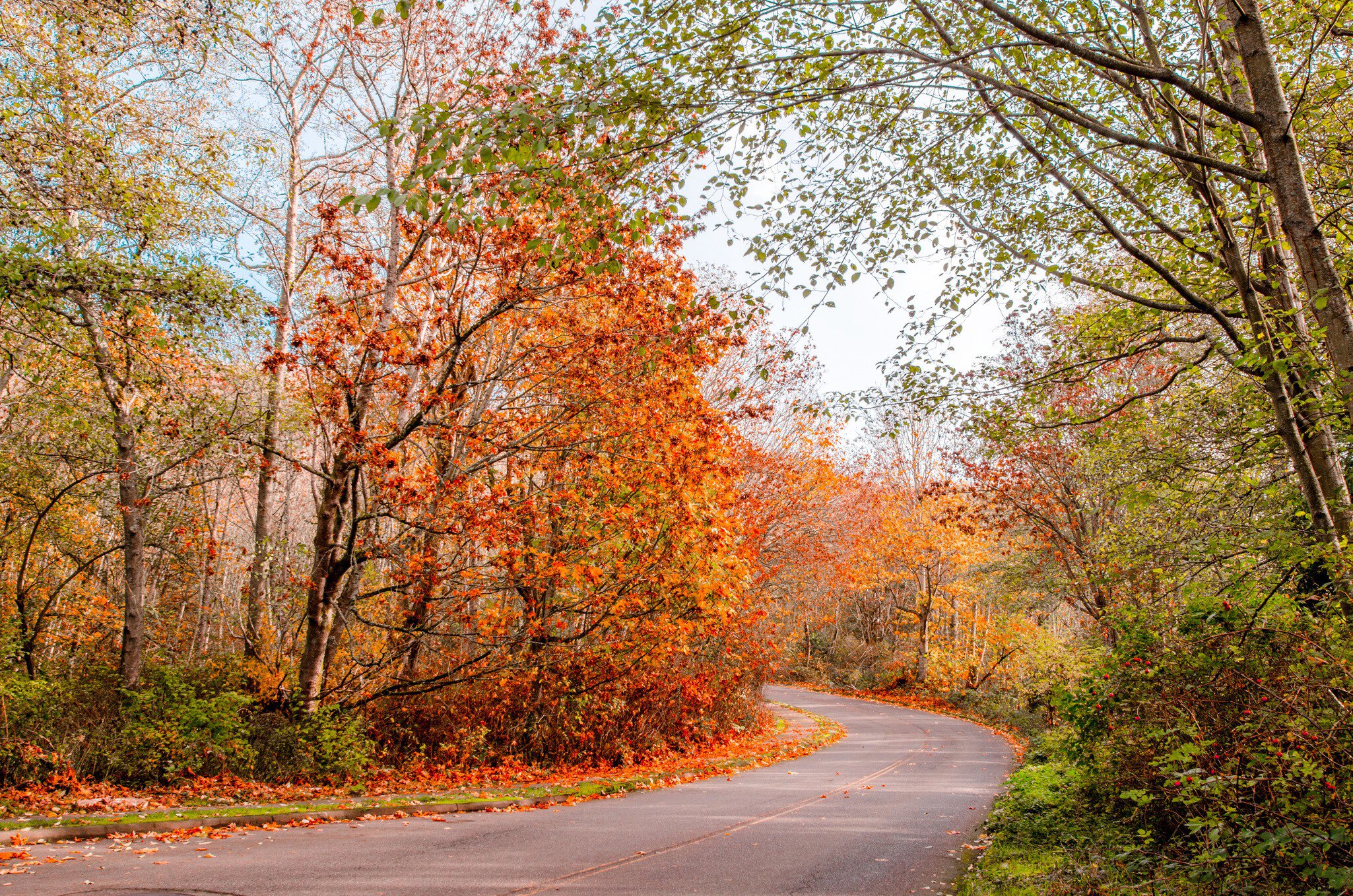 Road through a forest with autumn colours in Discovery Park