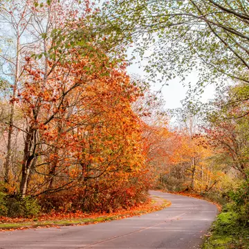 Road through a forest with autumn colours in Discovery Park