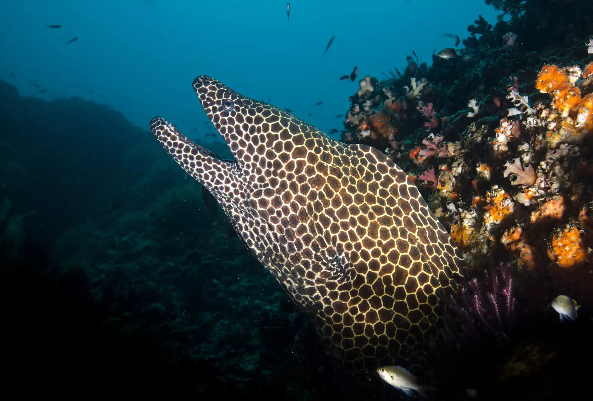 Honeycomb moray eel protruding out of coral shot from below against blue background.