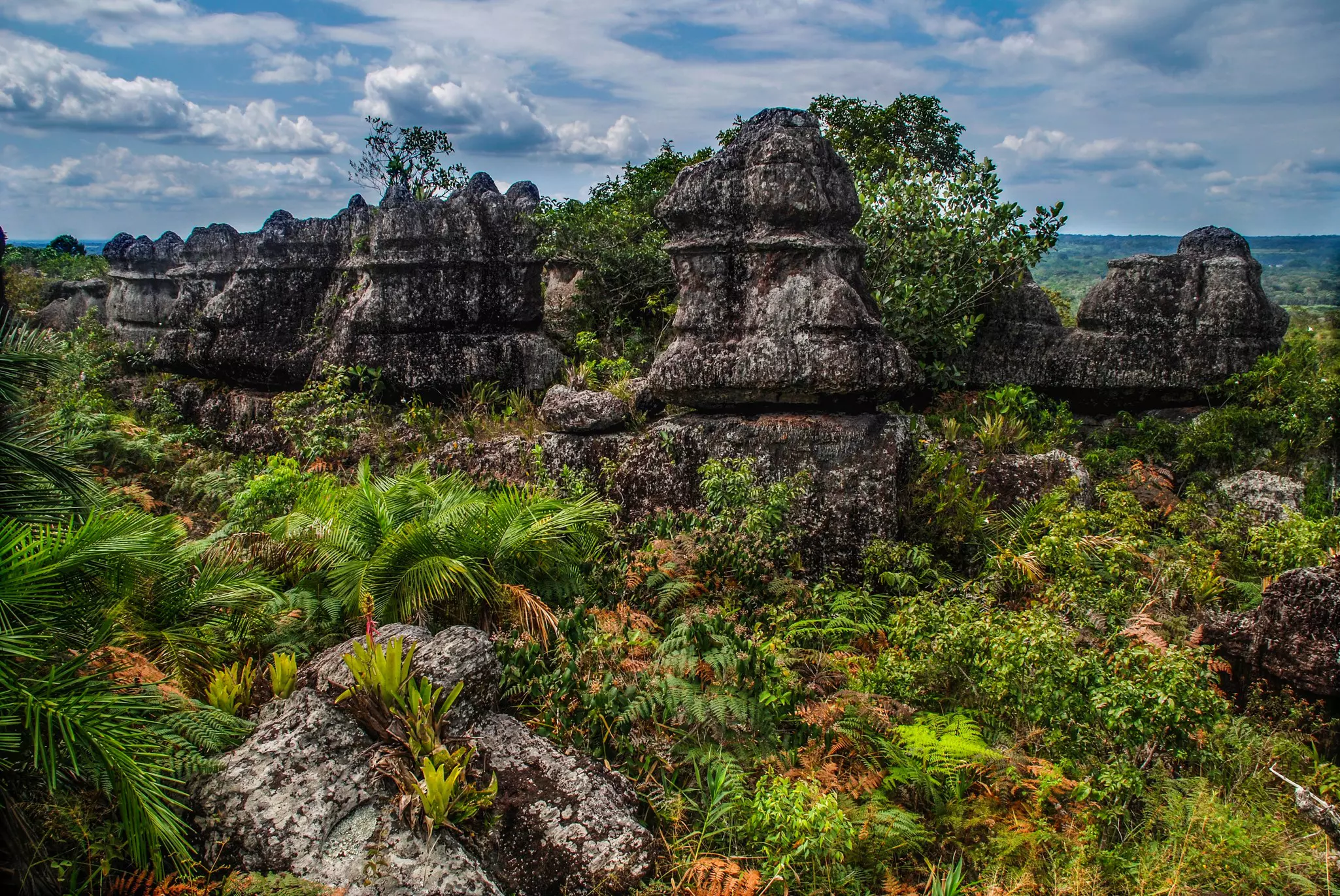 Serrania de la Macarena, the national park where Caño Cristales is located, is also home to more than 50 orchid species and 2,000 other plants. Julio duarte / Shutterstock