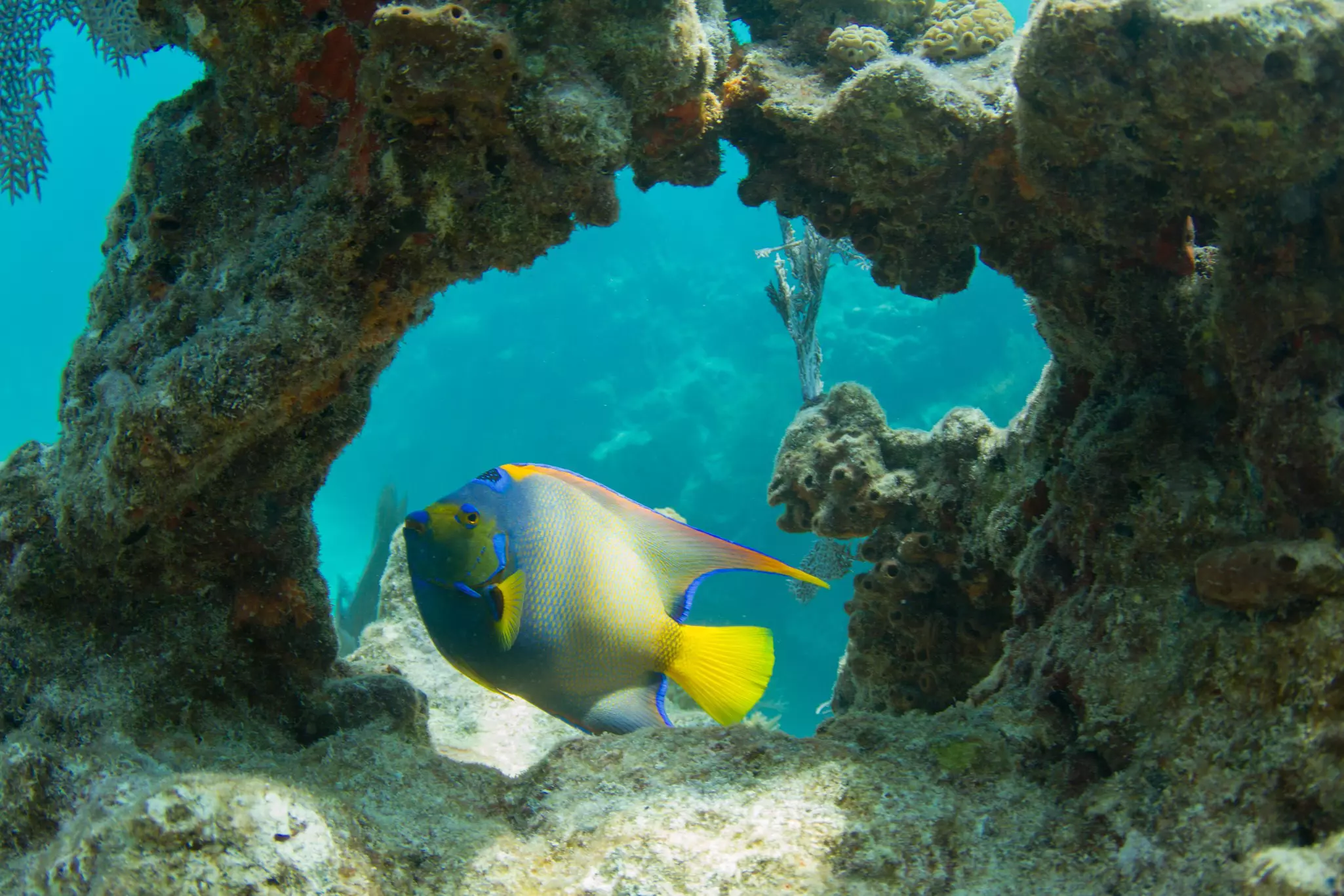 A fish with a yellow tail and blue coloring swims through a coral arch at an undersea reef.