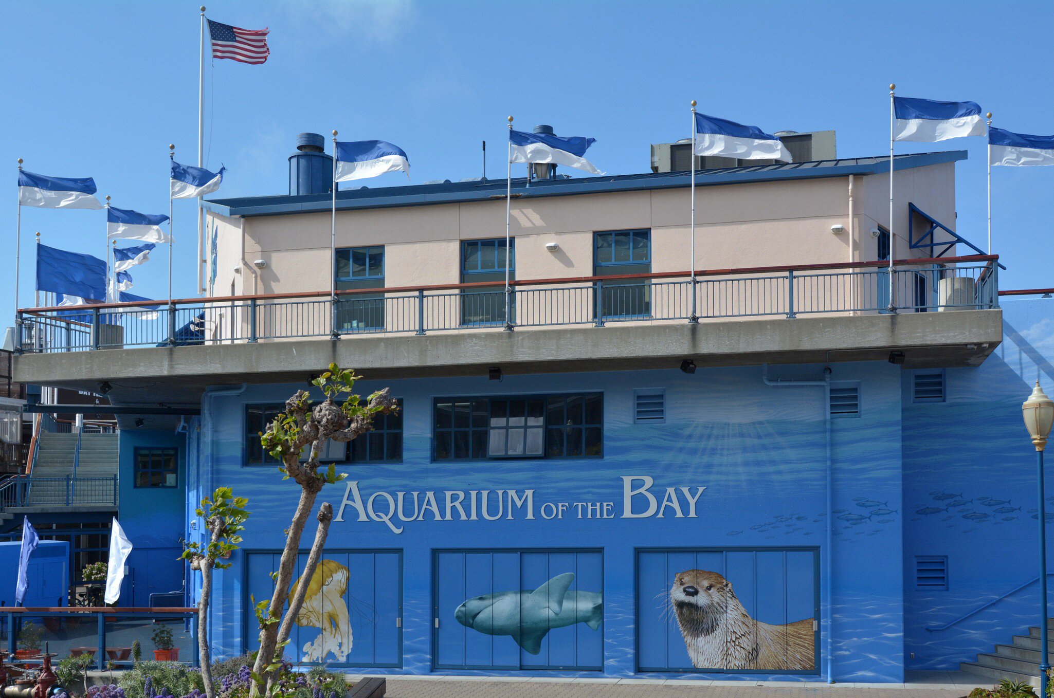 SAN FRANCISCO, USA - MAY 19 2015:Aquarium of the Bay in San Francisco, California.The Aquarium is focused on local aquatic animals from the San Francisco Bay and neighboring waters.
39, america, american, animals, aquarium, aquatic, architecture, attraction, bay, beach, buildings, california, center, city, cityscape, culture, destination, embarcadero, financial, fisherman, flag, flags, francisco, global, historical, history, jellyfish, landmark, lions, local, marine, of, otter, people, pier, public, san, scene, sea, sharks, sightseeing, states, street, the, tourism, tourist, travel, underwater, united, urban, usa, water, wharf, wildlife
