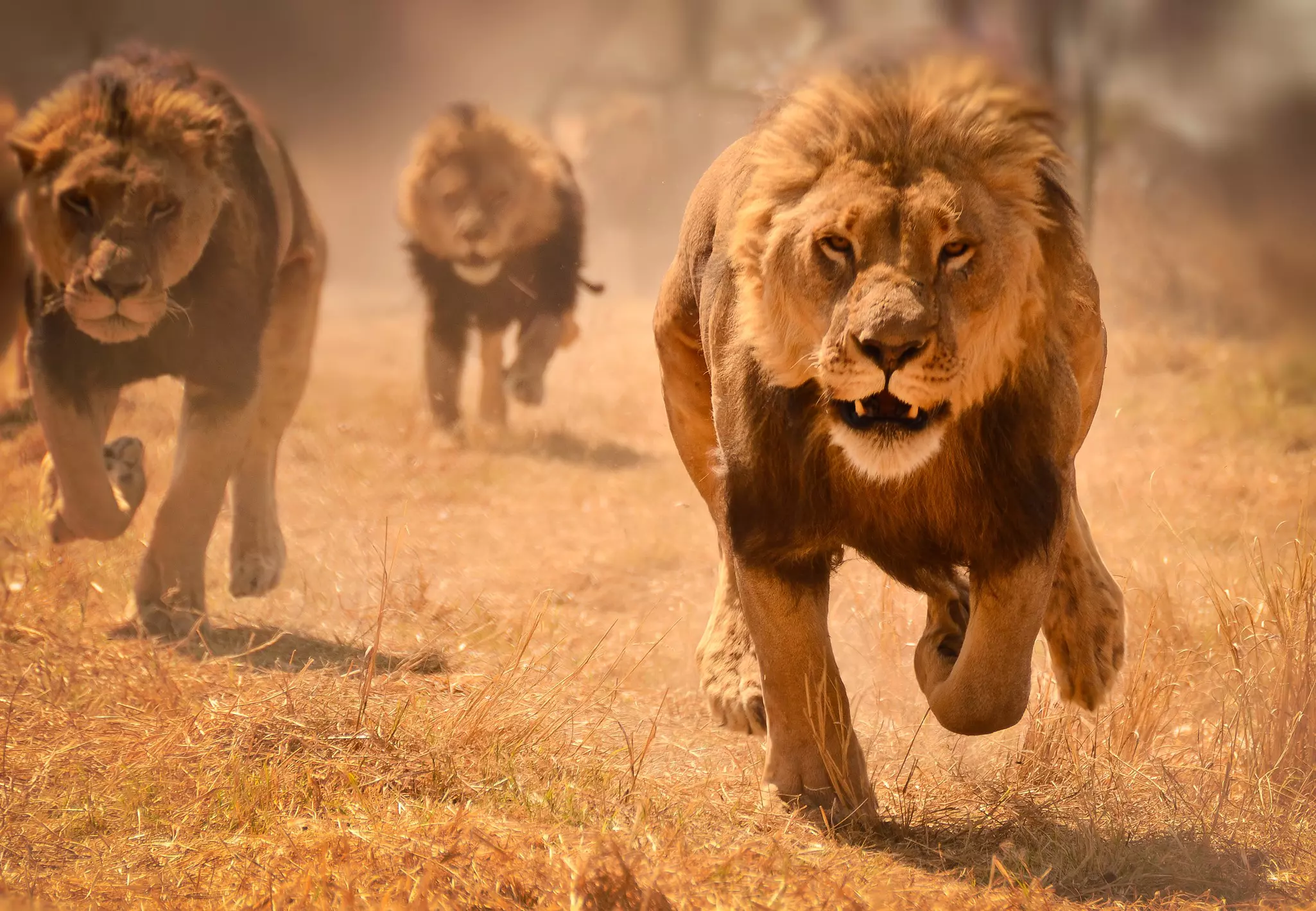 Lions, released from their enclosure, rush toward food. Antelope Park, Zimbabwe.
