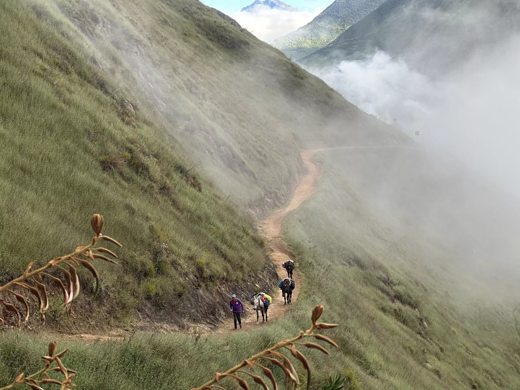 Three horses walking the dirt trail with a guide on the side of a grassy mountain