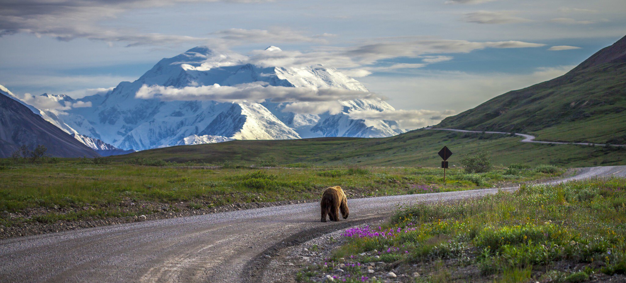 A bear walking down the road in Denali National Park with Mount McKinley in view. 
