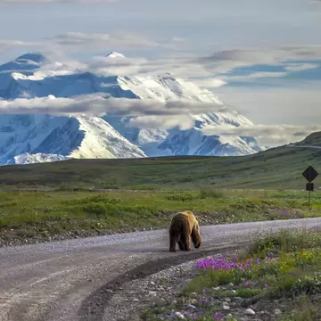 A bear walking down the road in Denali National Park with Mount McKinley in view. 