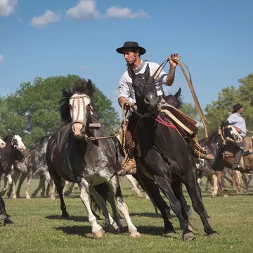 A man in traditional dress riding a horse prepares to throw a lasso, followed by other horses.