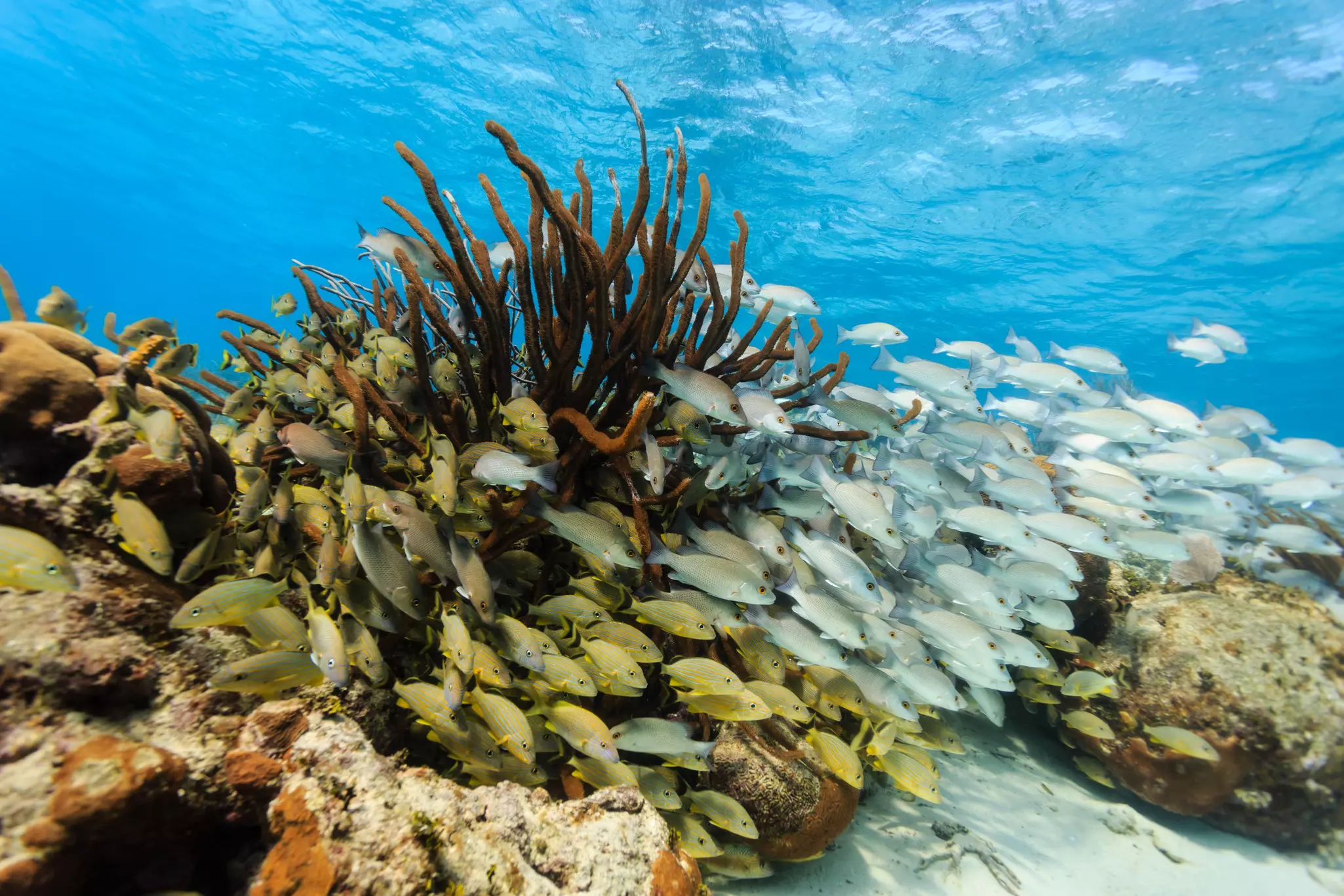 Take a snorkeling day tour on the coral reef in Hol Chan Marine Reserve. Pete Niesen/Shutterstock