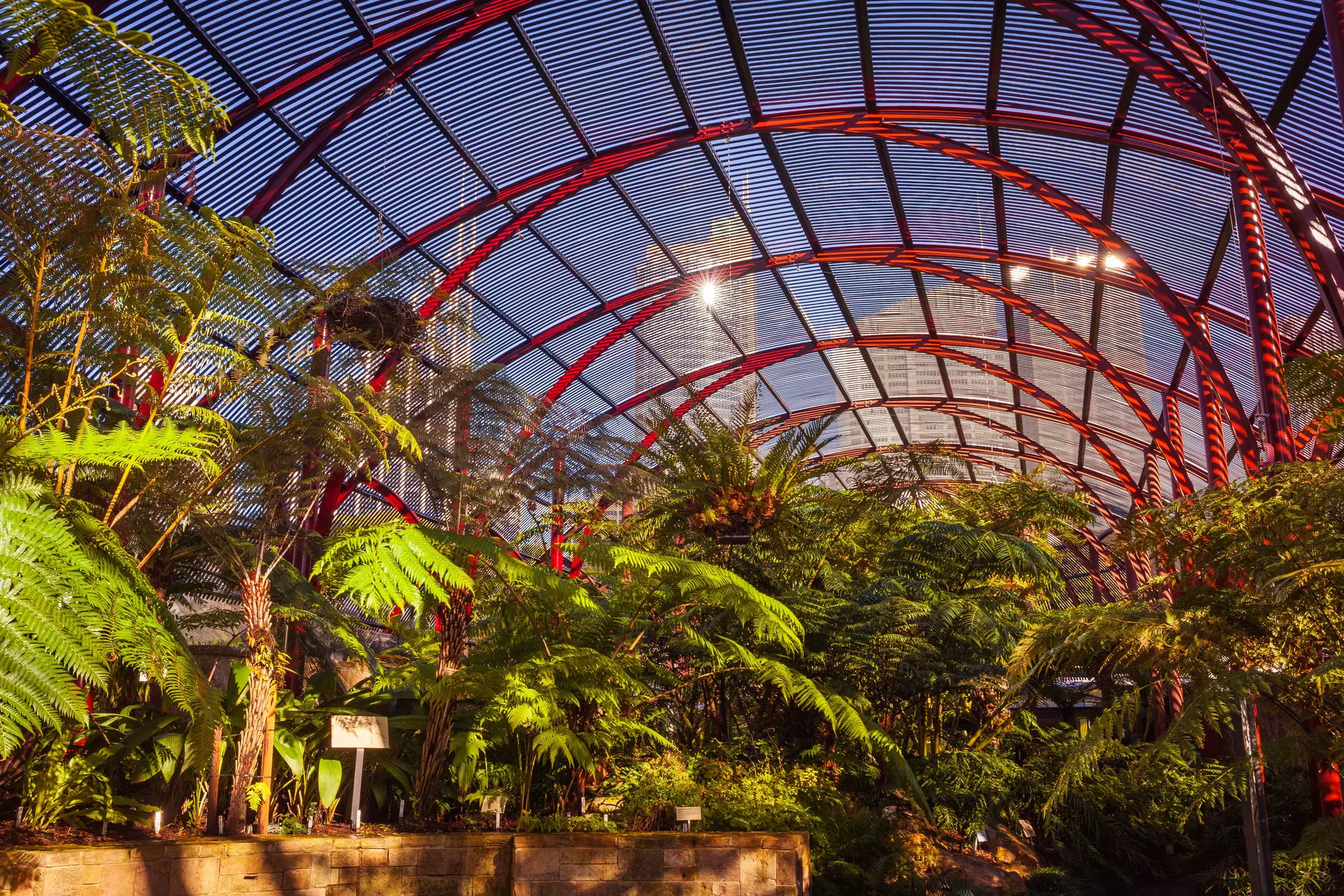 A display of planted ferns is covered by a metal screen, with a view of city skyscrapers in the distance.