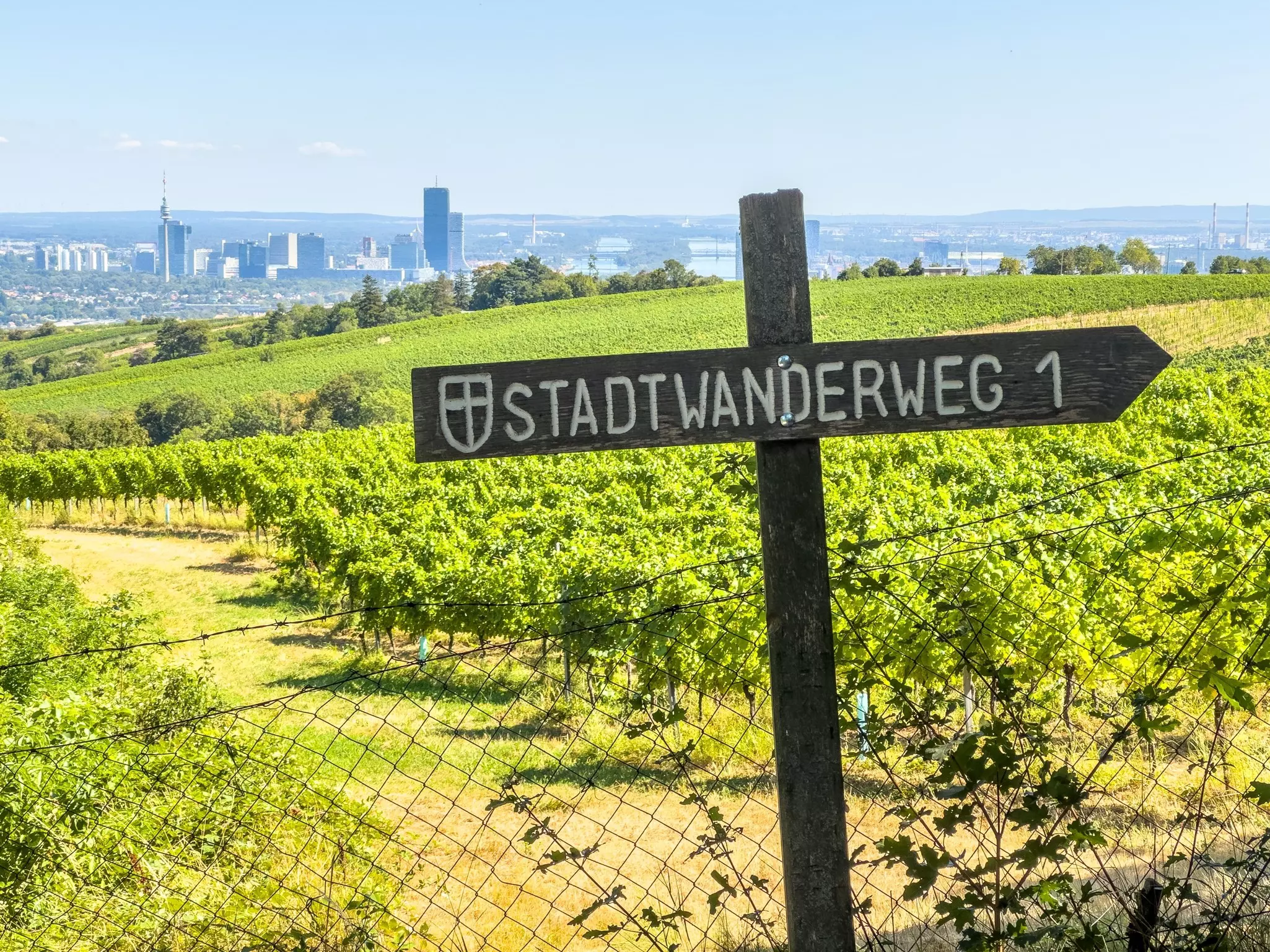 A wooden sign shows the direction of a walking route in front of vineyards and a distant cityscape