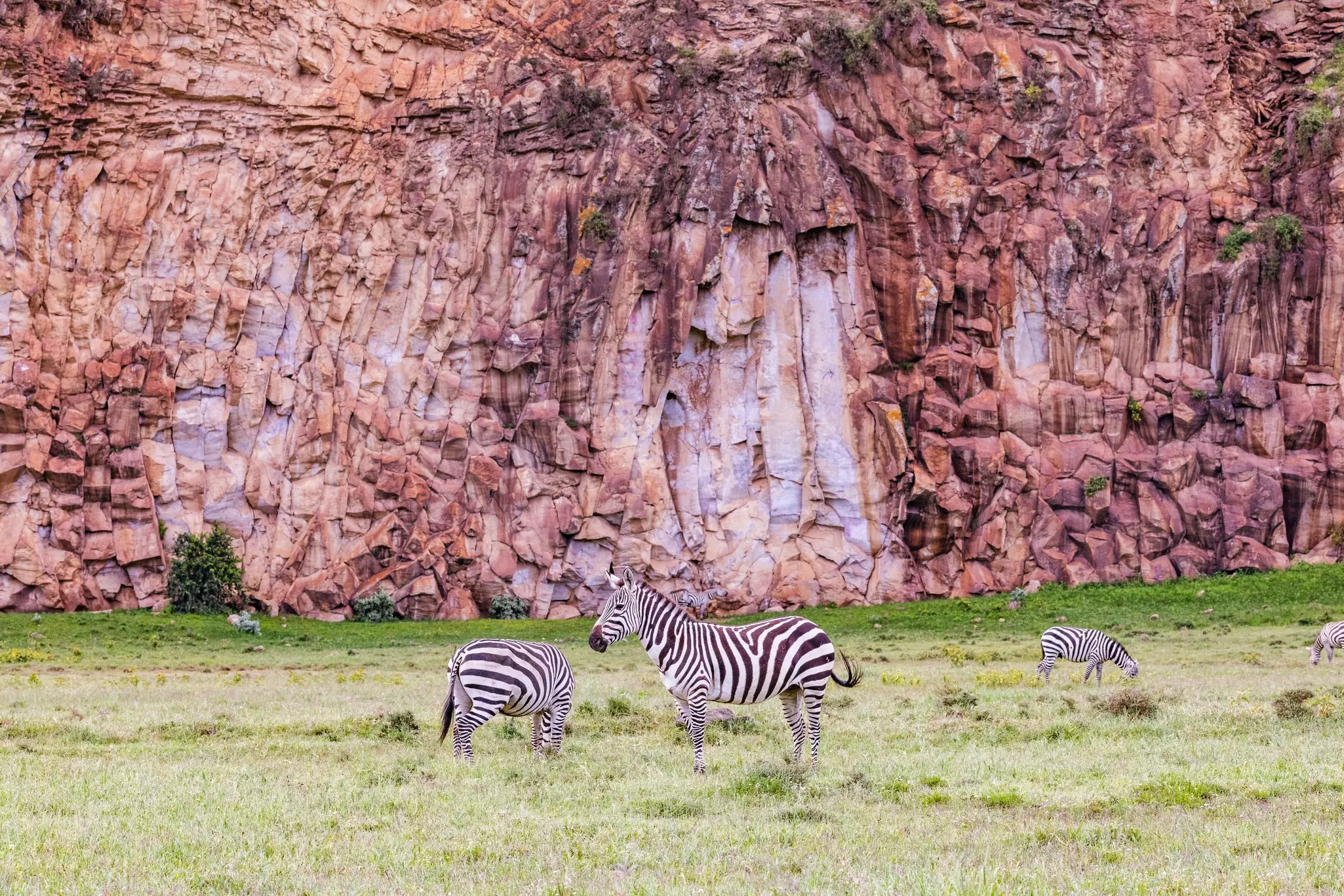 Zebras feed on vegetation in a park with a pinkish mountain formation in the background