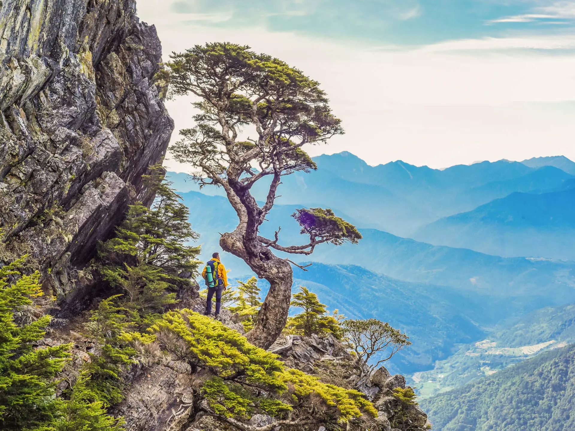 Beautiful and Famous Taiwan Hemlock on The Wuling Quadruple Mountains Trail, Shei-Pa National Park, Taiwan