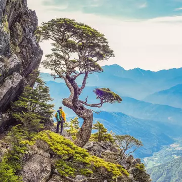 Beautiful and Famous Taiwan Hemlock on The Wuling Quadruple Mountains Trail, Shei-Pa National Park, Taiwan