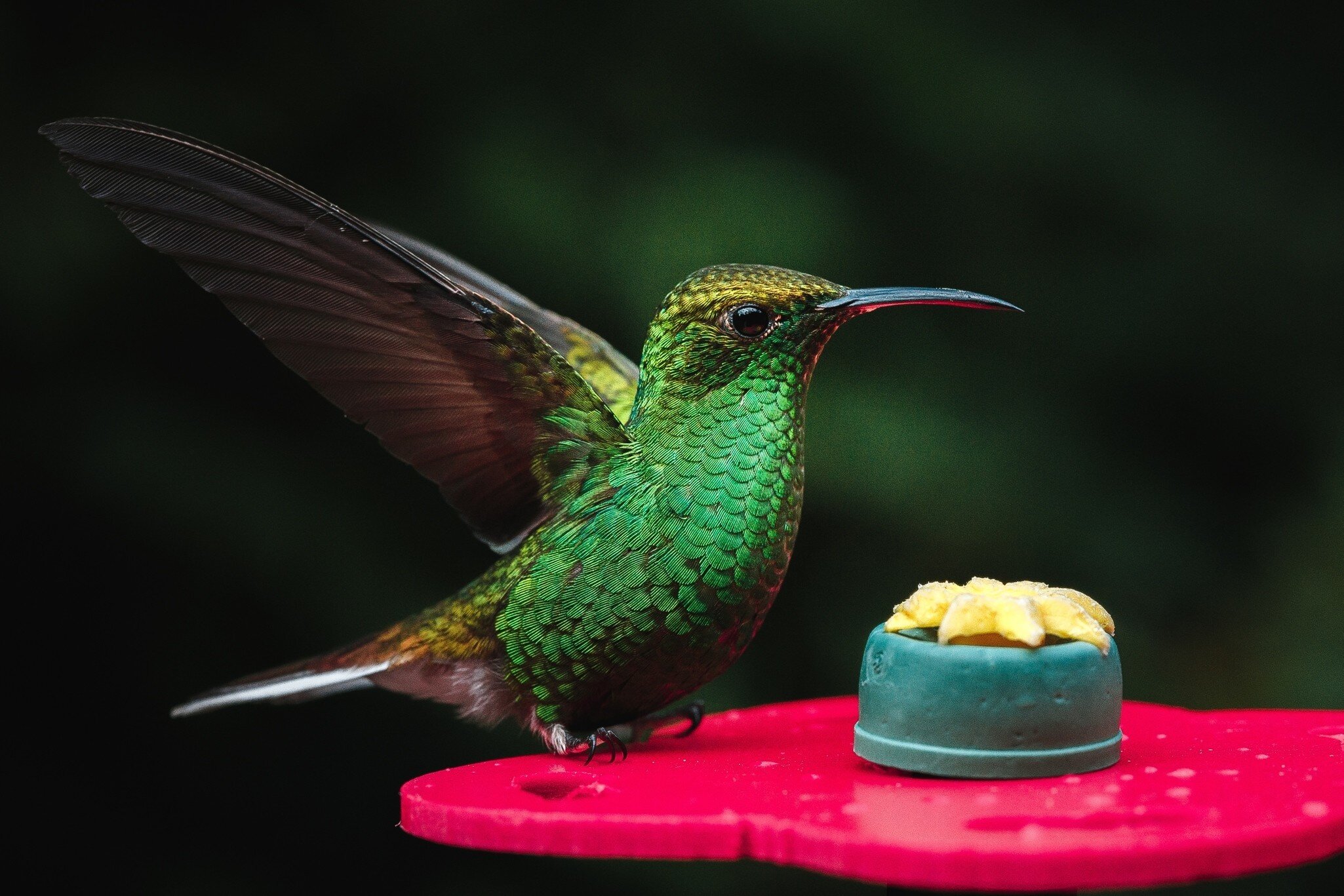 A hummingbird in flight