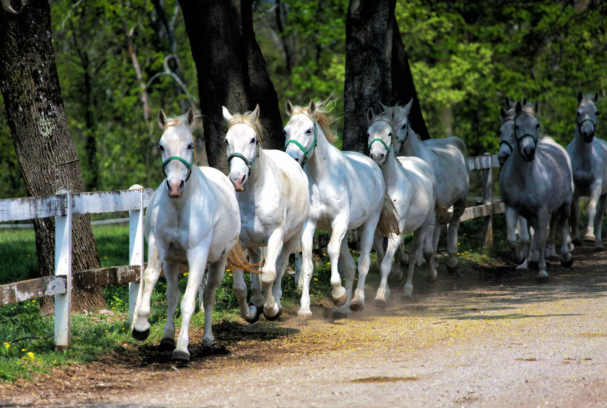 White Lipizzan horses running alongside a white fence