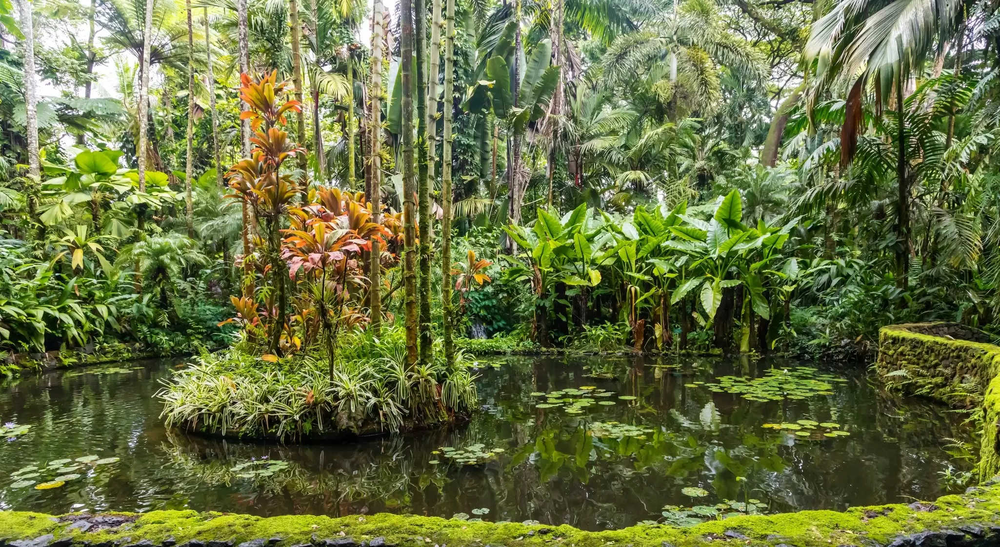 Hawai'i Tropical Botanical Garden near Hilo, Hawai'i. Faina Gurevich/Shutterstock