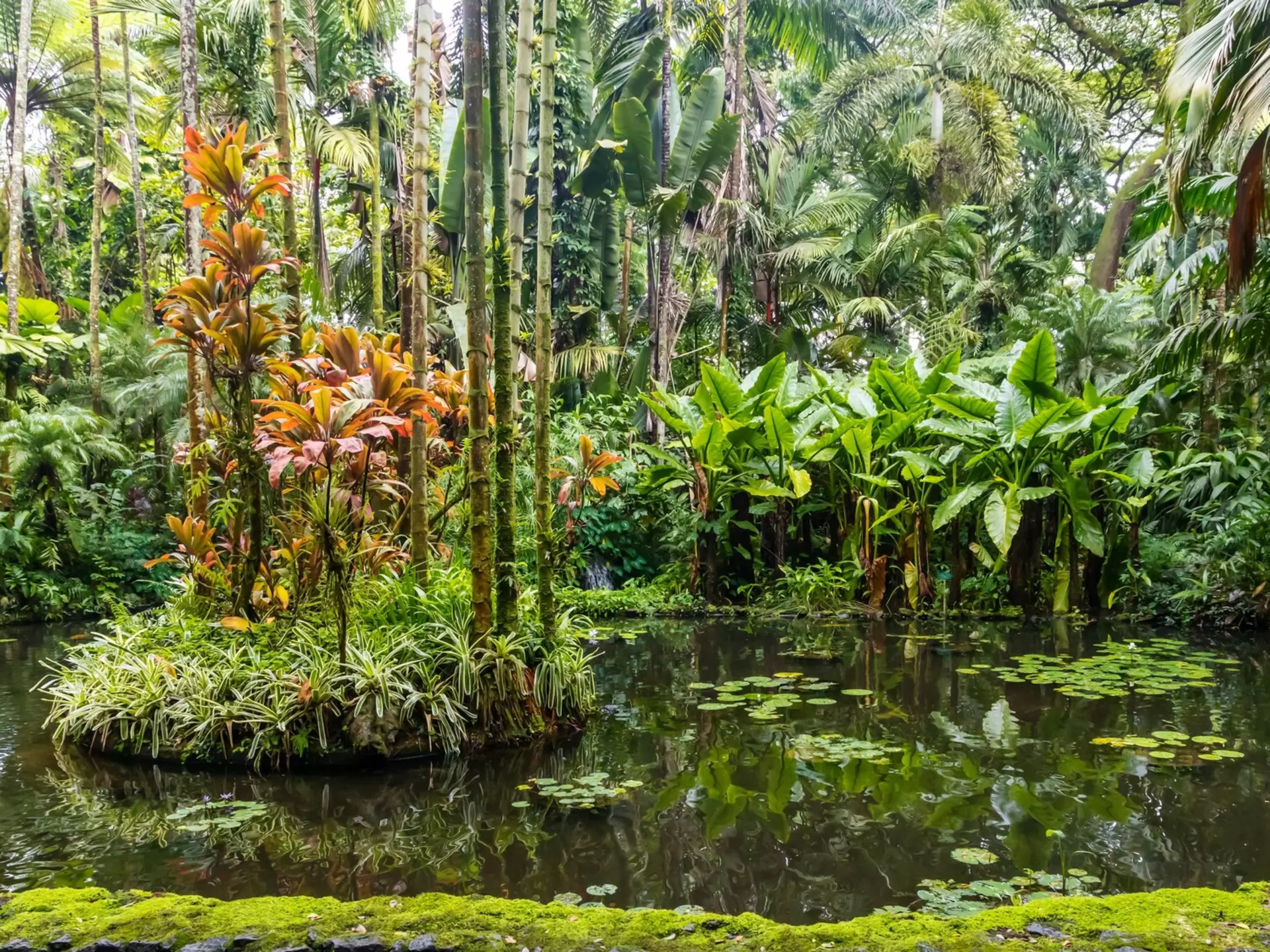 Hawai'i Tropical Botanical Garden near Hilo, Hawai'i. Faina Gurevich/Shutterstock