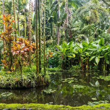 Hawai'i Tropical Botanical Garden near Hilo, Hawai'i. Faina Gurevich/Shutterstock