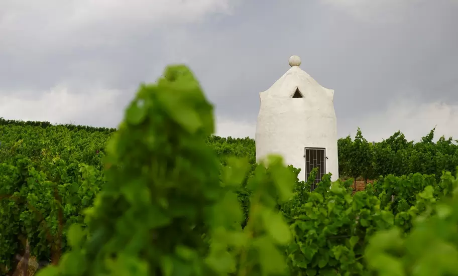 Whitewashed stone vineyard hut with ball finial rising above rows of green vines, German Wine Route, Palatinate