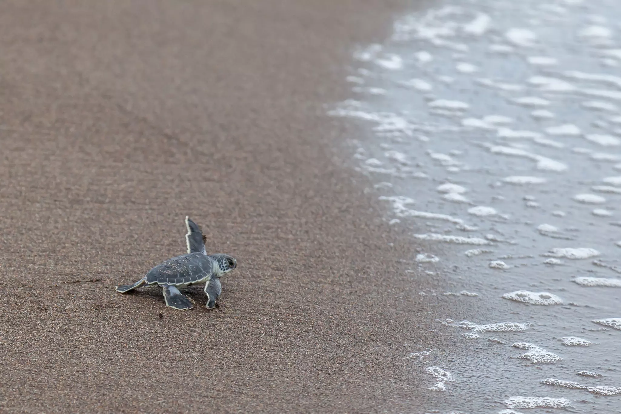 A tiny newly hatched sea turtle crosses the sand on its way into the ocean. 
