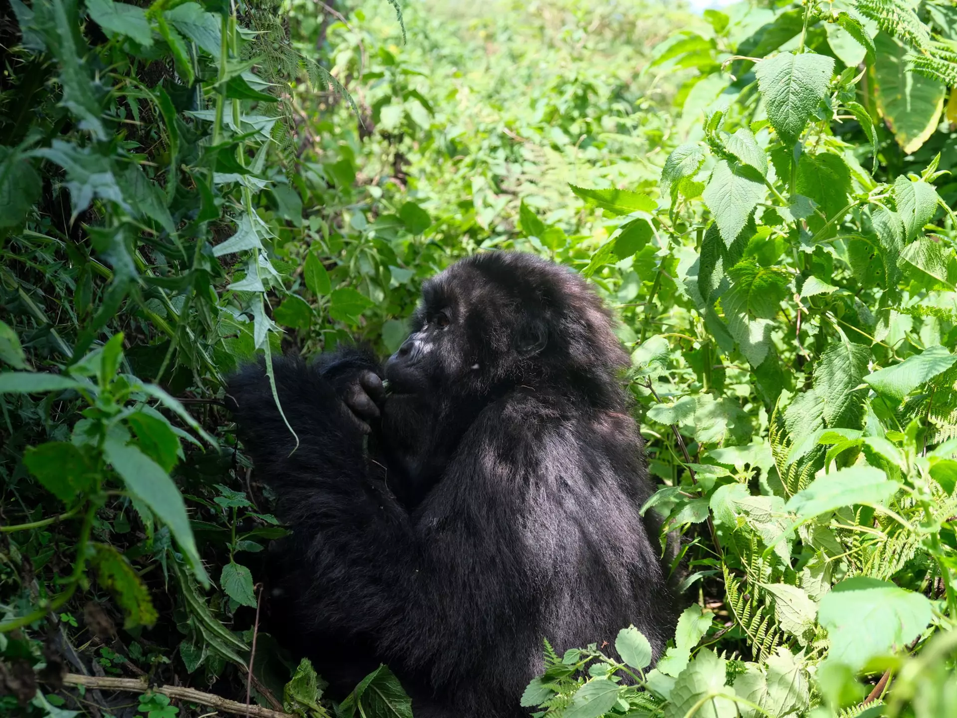 A black gorilla in lush green vegetation. 