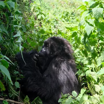 A black gorilla in lush green vegetation. 