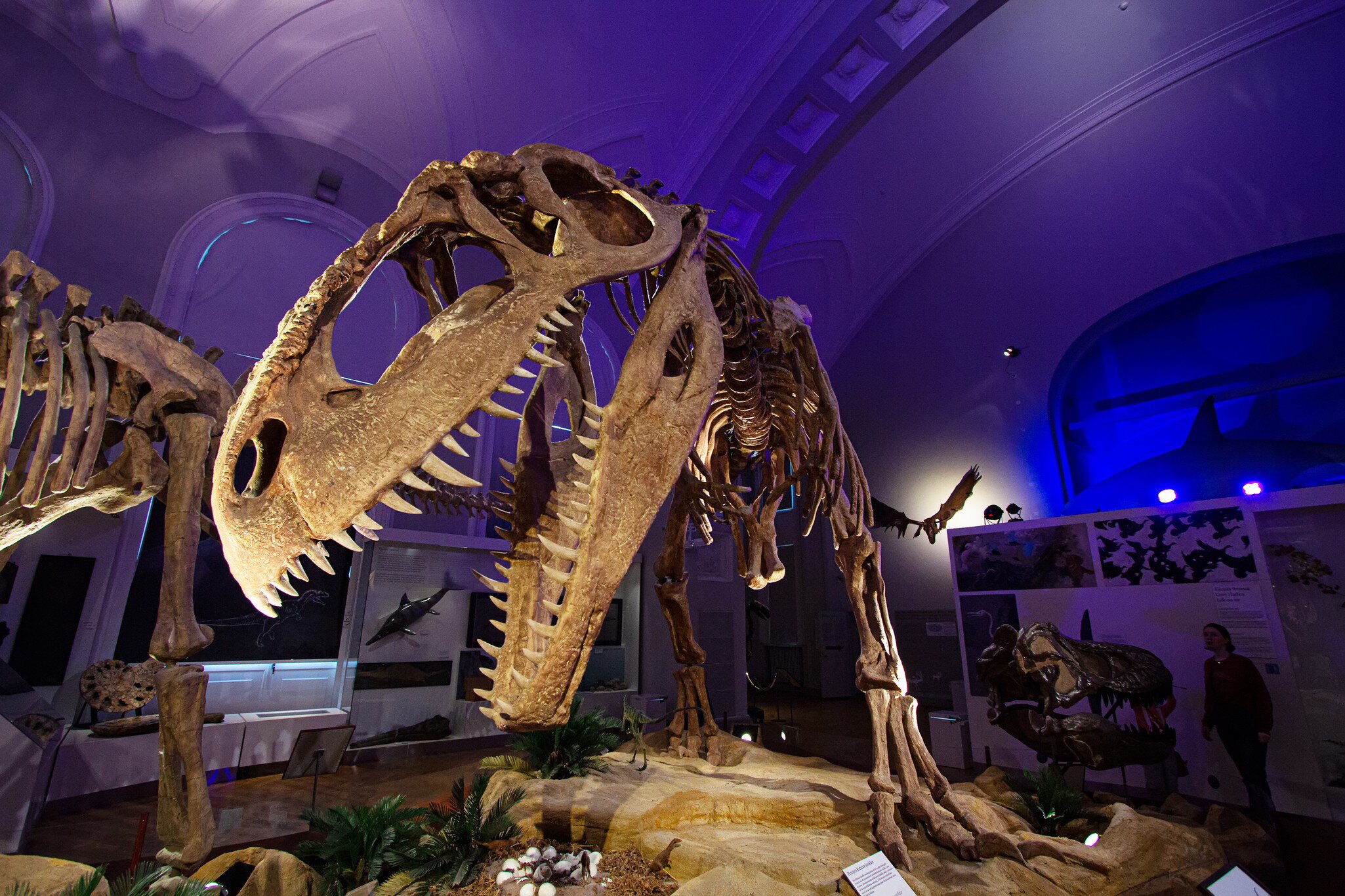 HELSINKI, FINLAND - FEB 20, 2020 - Museum of Natural HistoryLuonnontieteellinen museo. Museum with exhibitions of botanical, zoological, geological and paleontological exhibits from around the world., License Type: media, Download Time: 2025-02-05T16:03:51.000Z, User: Norma.PrauseBrewer_LonelyPlanet, Editorial: true, purchase_order: 56530 - Guidebooks, job: Global publishing WIP, client: Pocket Helsinki 2, other: Norma Brewer
