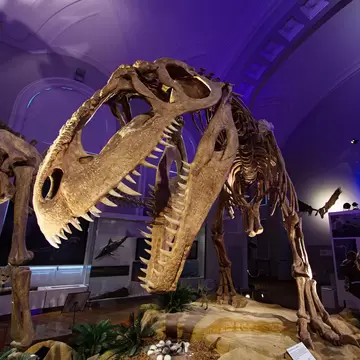 HELSINKI, FINLAND - FEB 20, 2020 - Museum of Natural HistoryLuonnontieteellinen museo. Museum with exhibitions of botanical, zoological, geological and paleontological exhibits from around the world., License Type: media, Download Time: 2025-02-05T16:03:51.000Z, User: Norma.PrauseBrewer_LonelyPlanet, Editorial: true, purchase_order: 56530 - Guidebooks, job: Global publishing WIP, client: Pocket Helsinki 2, other: Norma Brewer