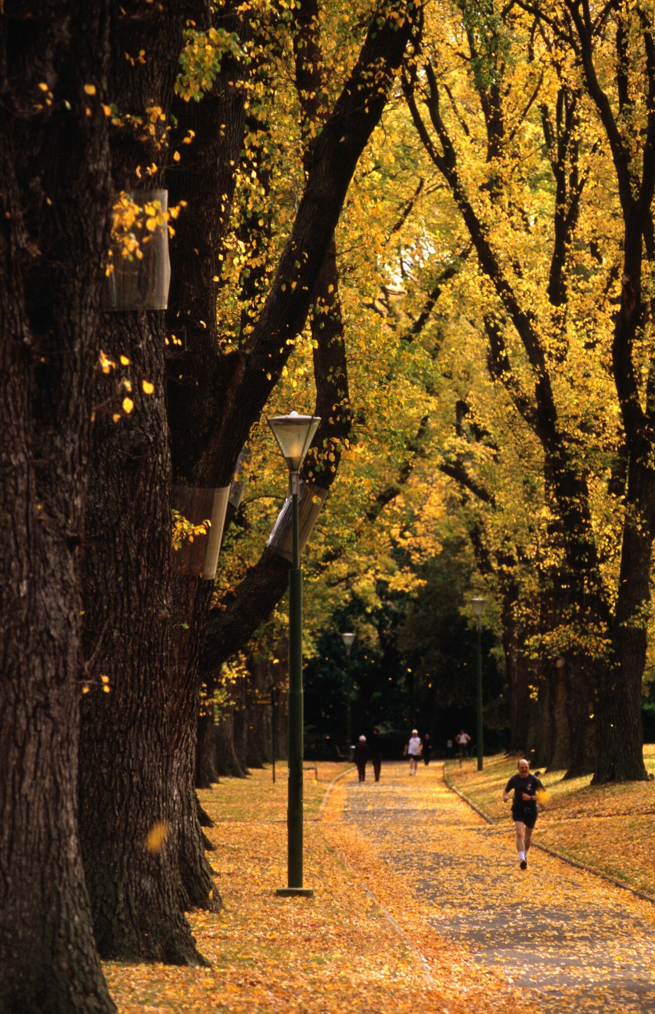 Woman running in Fitzroy Gardens during autumn. Melbourne, Australia.
