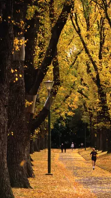 People on a pathway with fallen yellow leaves under trees with yellow leaves. mehdi33300/Shutterstock. jax10289/Getty Images. Adam Calaitzis/Getty Images. James Braund/Lonely Planet
