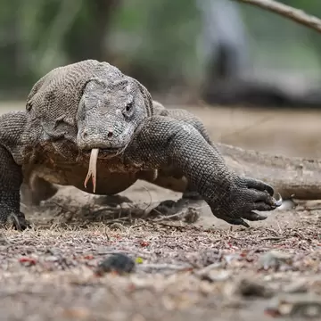A large stocky lizard with a slim tongue protuding prowls on the forest floor in Komodo National Park