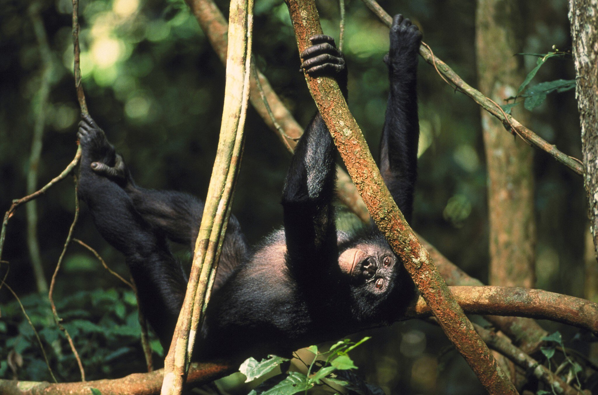 pygmy chimpanzee or bonobo