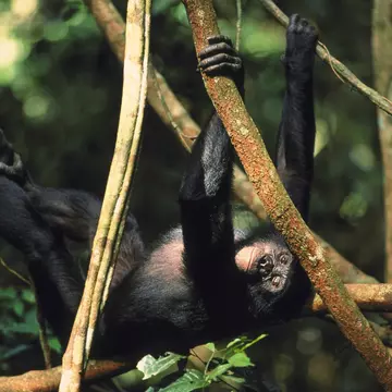 pygmy chimpanzee or bonobo