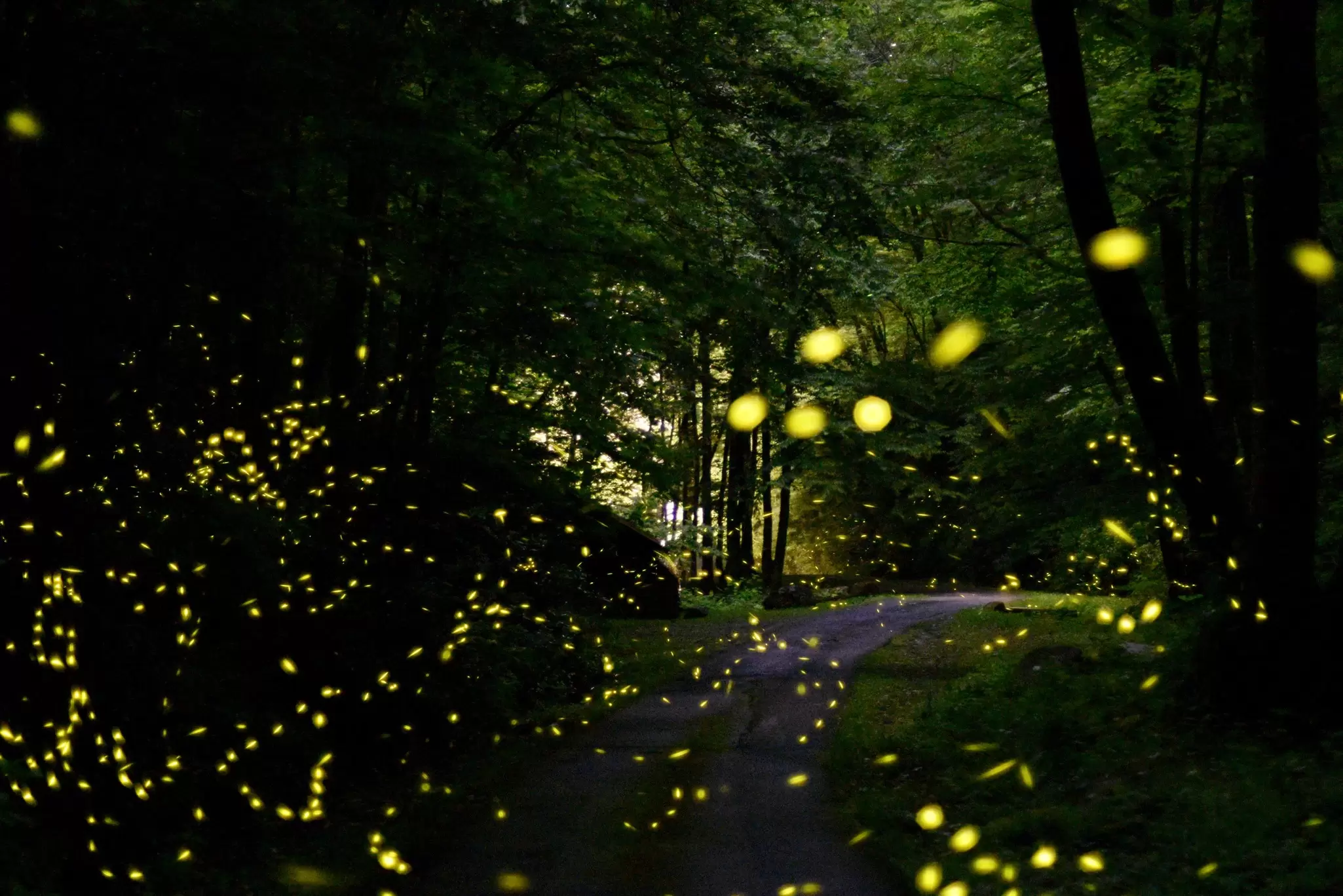 A lottery limits the number of visitors allowed to visit the annual firefly spectacle at Great Smoky Mountains National Park. Here’s how to enter © Elgin Akin / Shutterstock