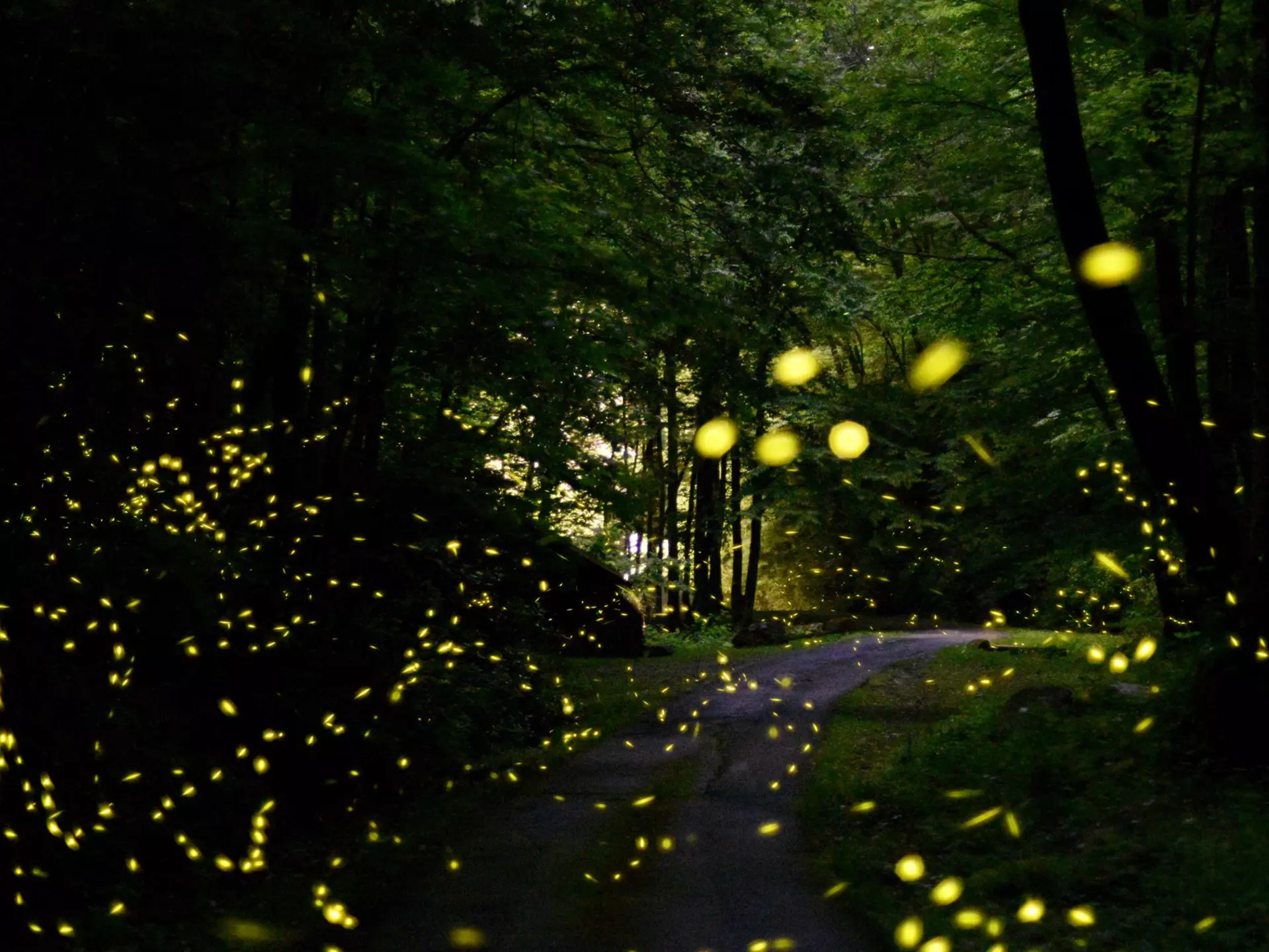 A lottery limits the number of visitors allowed to visit the annual firefly spectacle at Great Smoky Mountains National Park. Here’s how to enter © Elgin Akin / Shutterstock