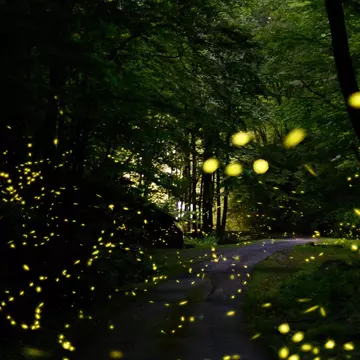 A lottery limits the number of visitors allowed to visit the annual firefly spectacle at Great Smoky Mountains National Park. Here’s how to enter © Elgin Akin / Shutterstock