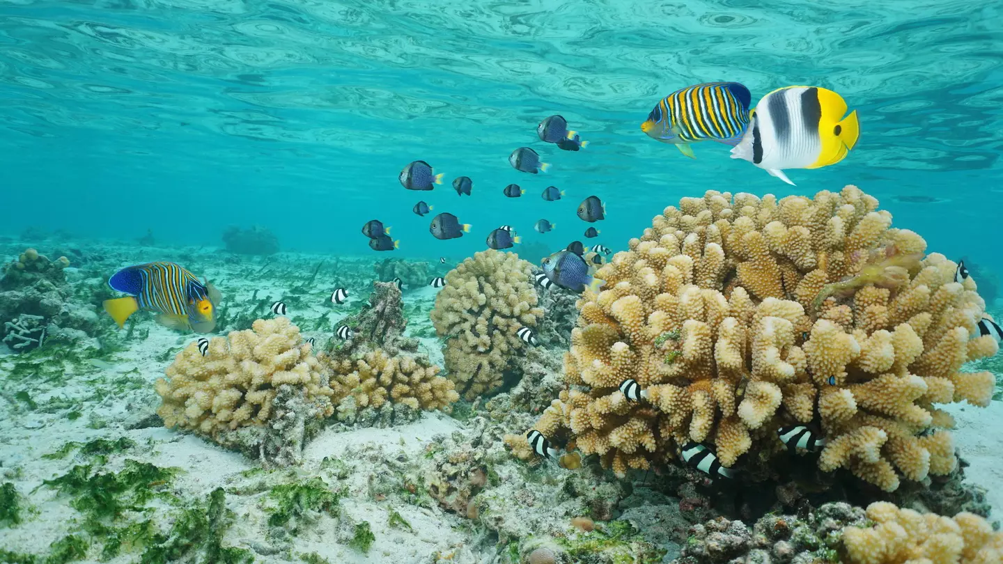Black, yellow and white striped angel fish swim above coral shaped like cauliflower in clear turquoise shallow waters