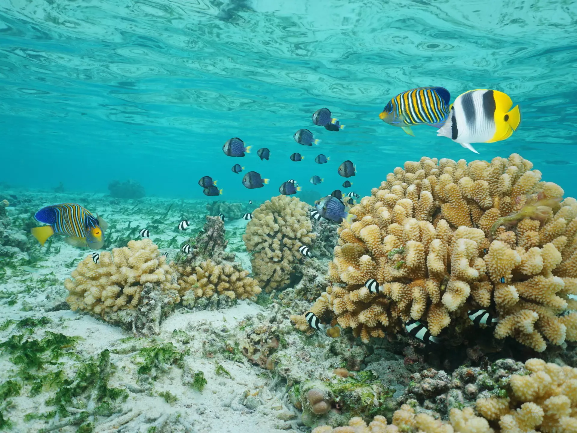 Black, yellow and white striped angel fish swim above coral shaped like cauliflower in clear turquoise shallow waters