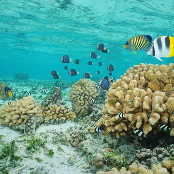 Black, yellow and white striped angel fish swim above coral shaped like cauliflower in clear turquoise shallow waters