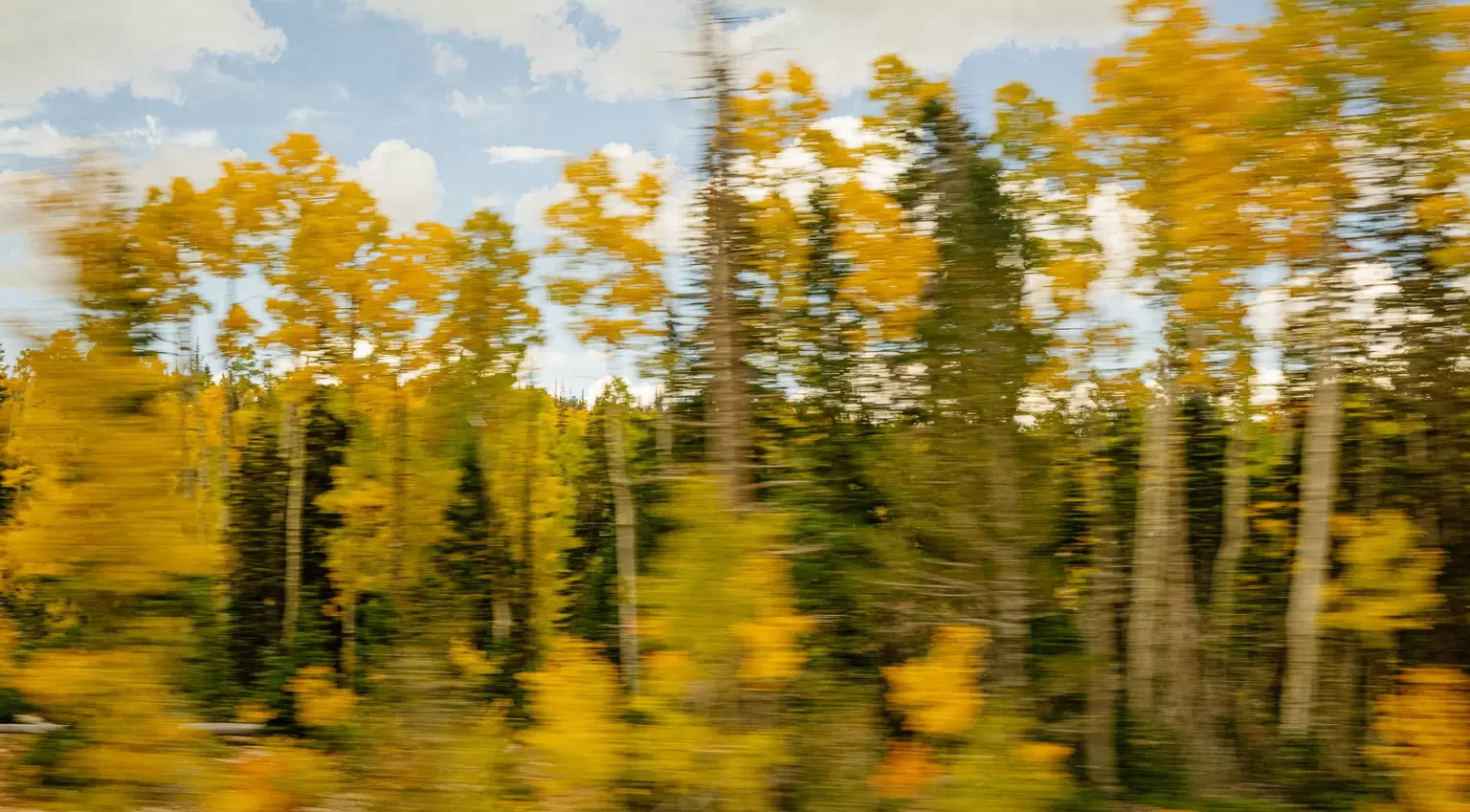 Aspen trees on the site of the road, Utah. September 2025.