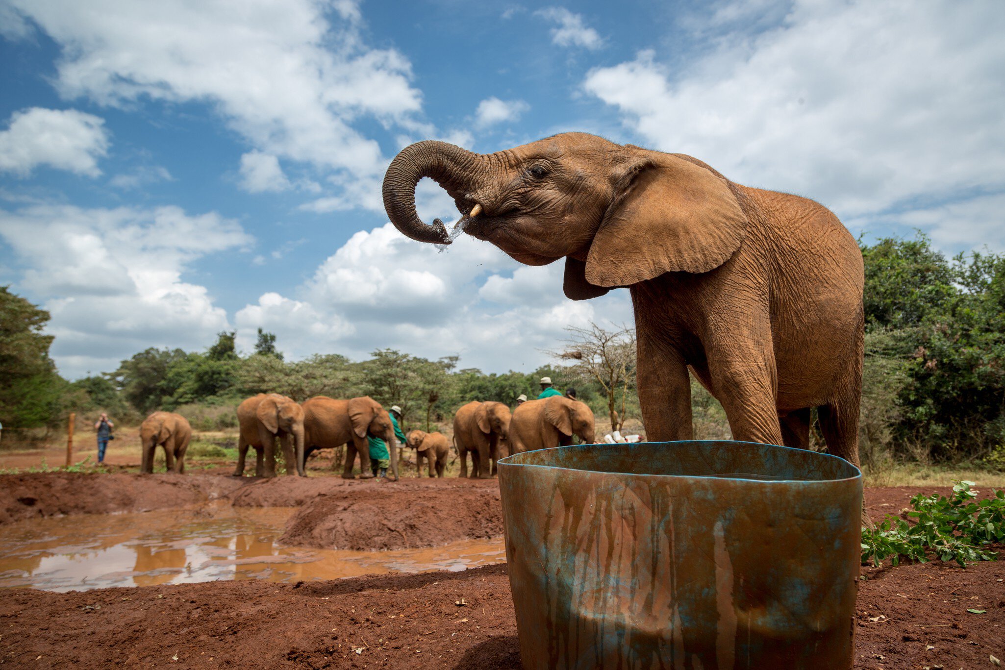 Nairobi, Kenya - October, 1st 2015 - Big group of locals and tourists enjoying the Sheldrick Trust Elephant Orphans Project in a cloudy day at Nairobi, Kenya's capital, east Africa.; Shutterstock ID 343807214;