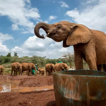 Nairobi, Kenya - October, 1st 2015 - Big group of locals and tourists enjoying the Sheldrick Trust Elephant Orphans Project in a cloudy day at Nairobi, Kenya's capital, east Africa.; Shutterstock ID 343807214;