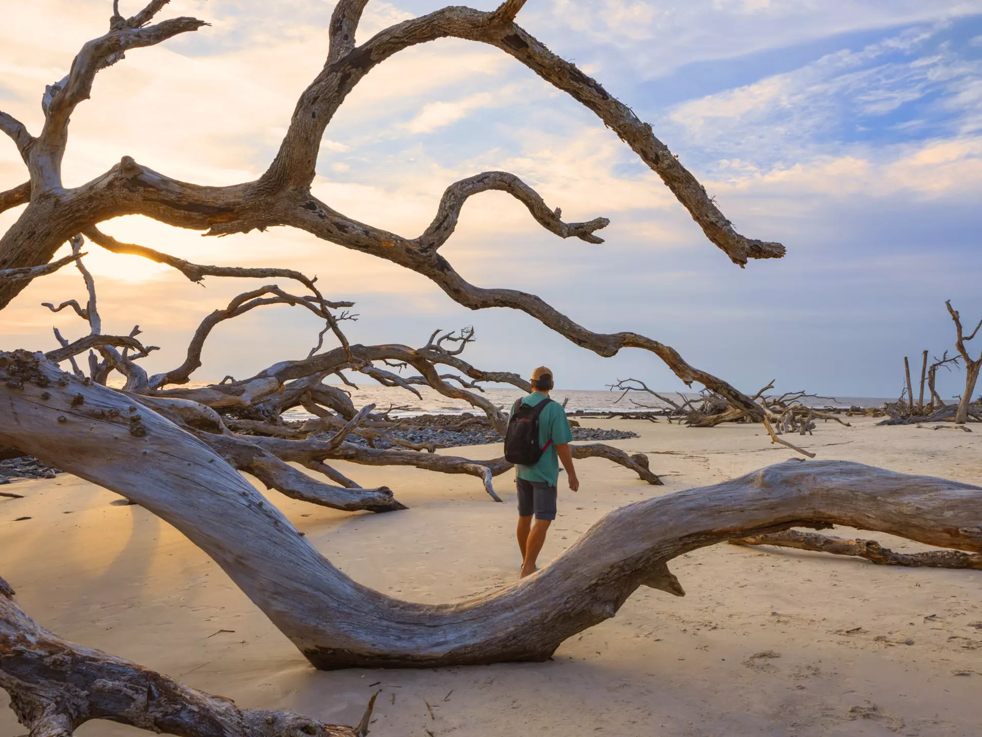 Driftwood Beach on Jekyll Island, Georgia