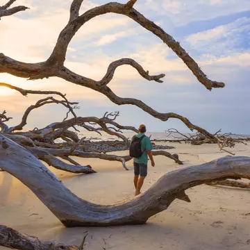 Driftwood Beach on Jekyll Island, Georgia