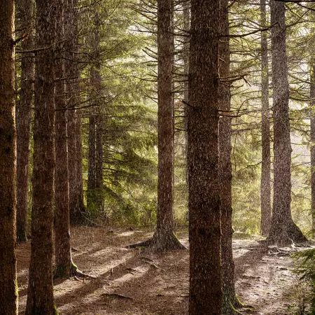 The trunks of everygreen trees lining a forest with sunlight coming through.